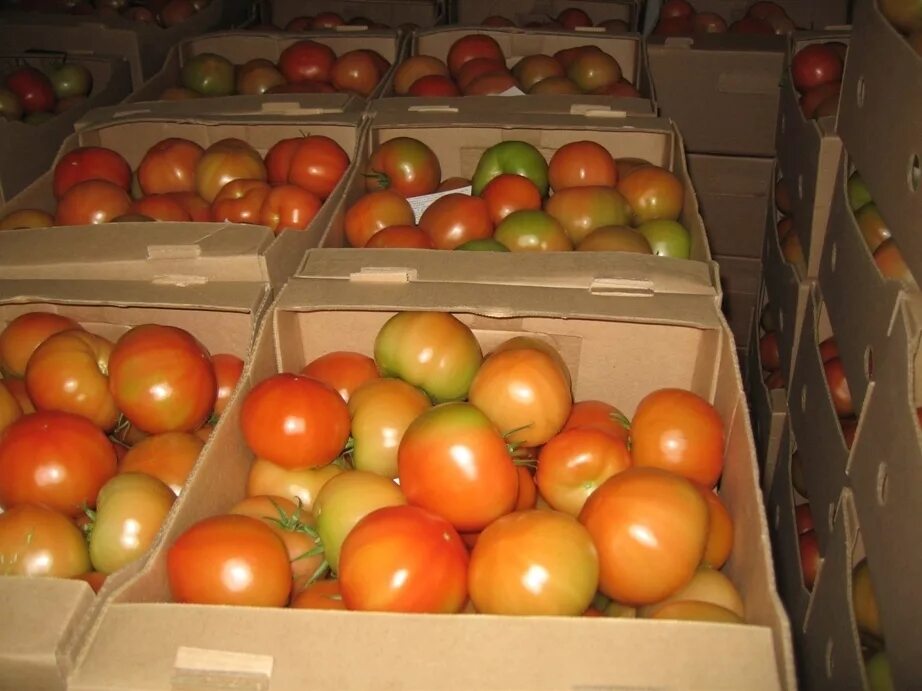 Хранение помидоров в домашних условиях. Помидоры в ящике. Дозаривание томатов в ящике. Ящики для хранения помидо. Помидоры в коробке.