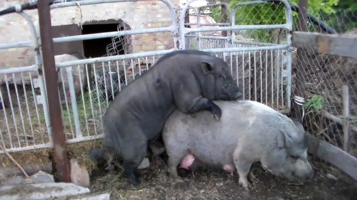 Сколько дней гуляет свинья. Сколько дней гуляет свинья. Сколько дней гуляет свинья. Календарь опороса свиней таблица. Охота у вислобрюхие свиньи.