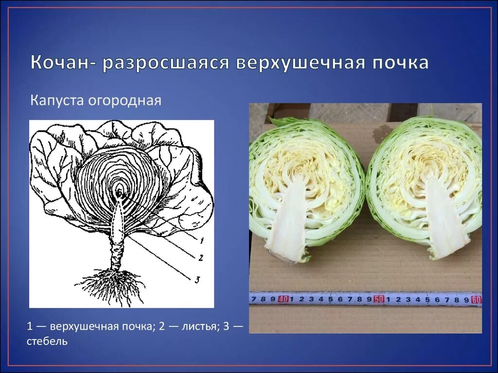 Капуста видоизмененный корень. Видоизменения побегов кочан капусты. Видоизмененные надземные побеги кочан. Строение стебля белокочанной капусты. Строение листа капусты белокочанной.