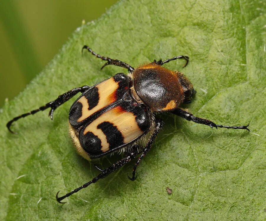 Скарабей. Пчелаук. Восковик полосатый. Жук шмель. Beetle bee.