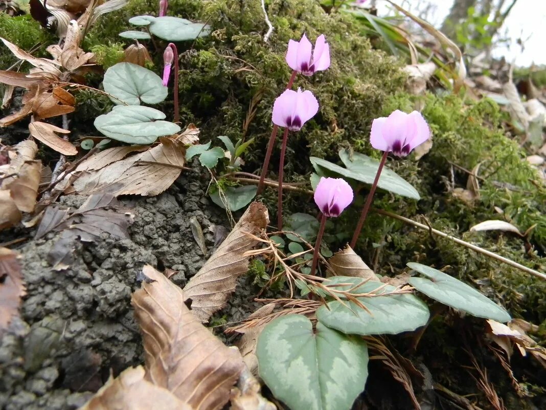 Pin on Cyclamen coum project Plants, Garden, Projects
