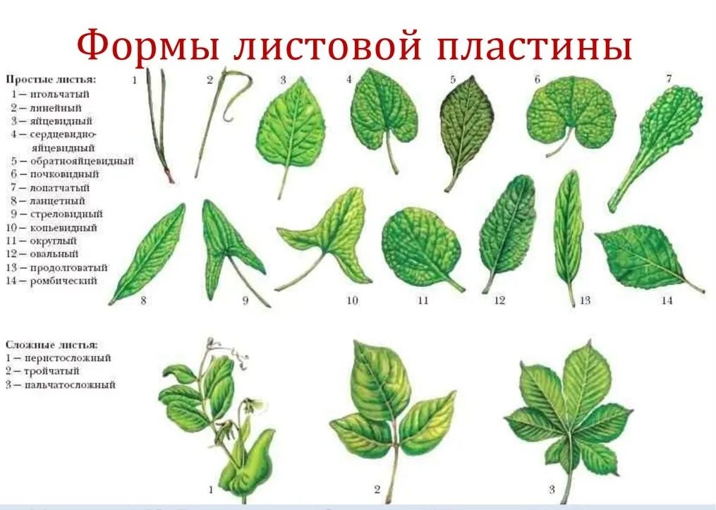 Какие листочки у цветов. Деревья с простыми листьями. Растения с простыми листьями. Листья деревьев с названиями. Листья растений и их названия.