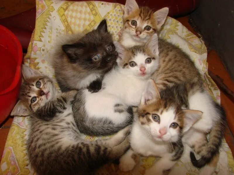 Котята зовут маму кошку слушать. Семья кошек. Новорожденные котята. Многодетная кошка. Семейка кошек.