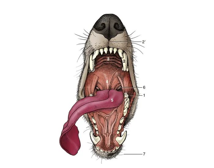 Как выглядит пасть собаки Dental check up. Dog teeth cleaning, Dog teeth, Teeth cleaning