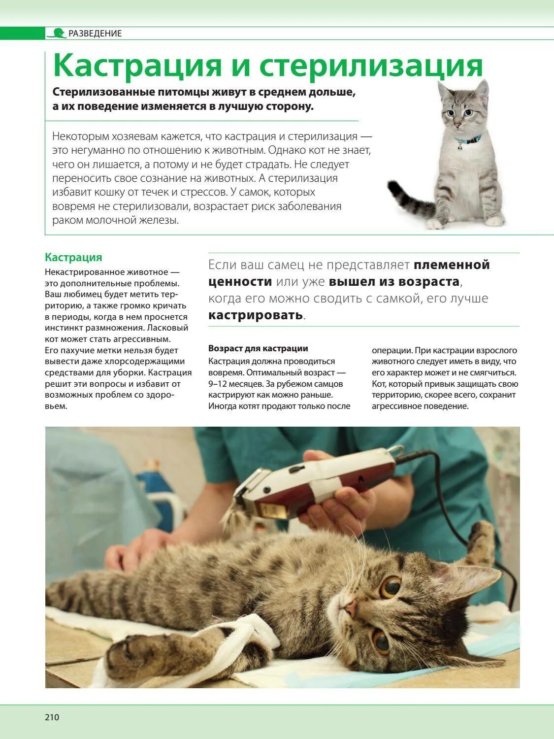 Сколько надо стерилизовать. Инфографика кошки и собаки. Стерилизация банок. Стерилизация кошки схема. Как делают стерилизацию собакам.