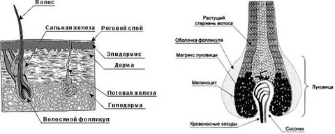 Форма волосяной фолликулы