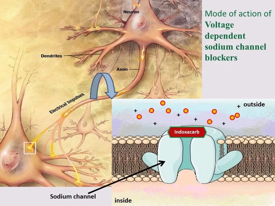 Новосэвен механизм действия. Режиме action. Режиме action. Режиме action. Режиме action.
