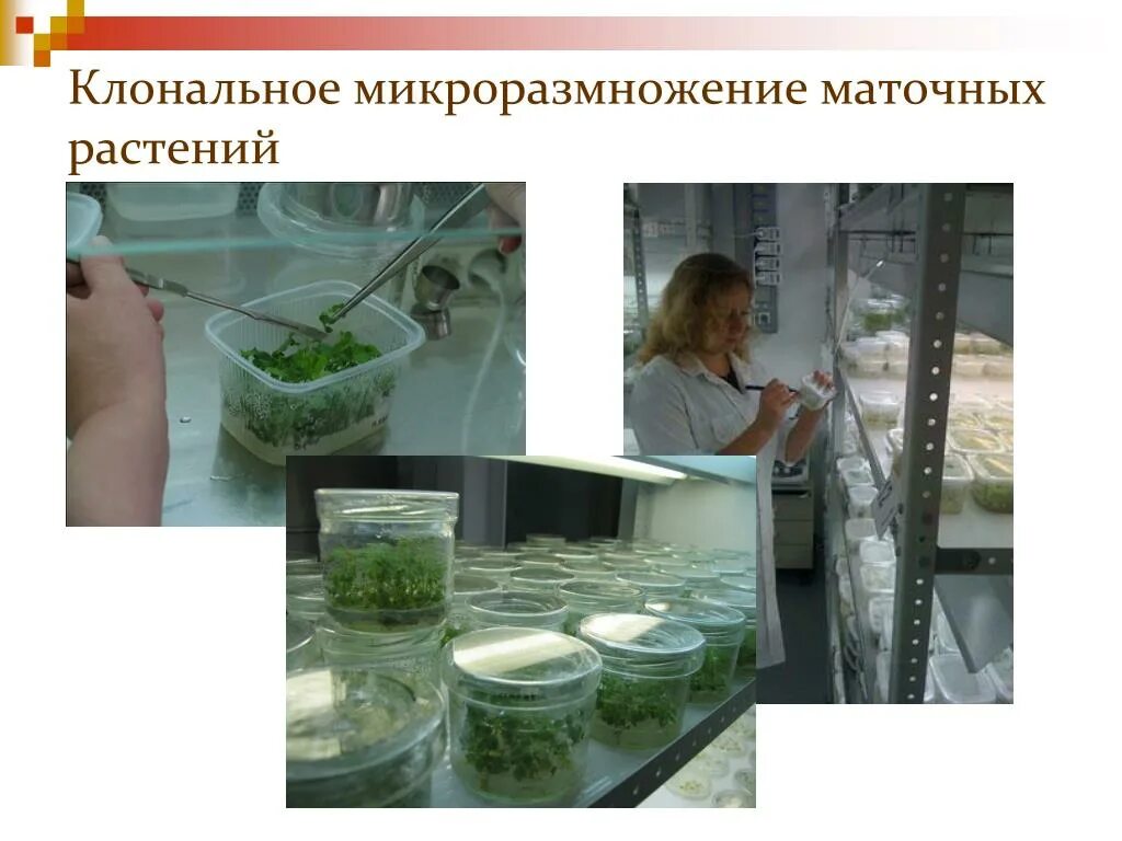 Методы биотехнологии растений. Процесс микроклонального размножения. Микроклональное размножение растений биотехнология. Микроклональное размножение картофеля. Микроклональный метод размножения растений.