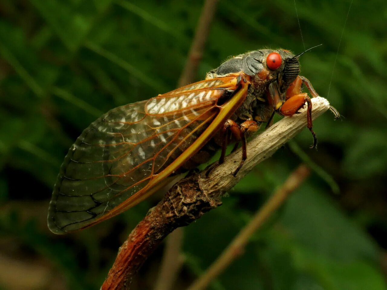 Цикада насекомое. Цикада обыкновенная Lyristes plebejus. Муха цикада. Цикада певчая.