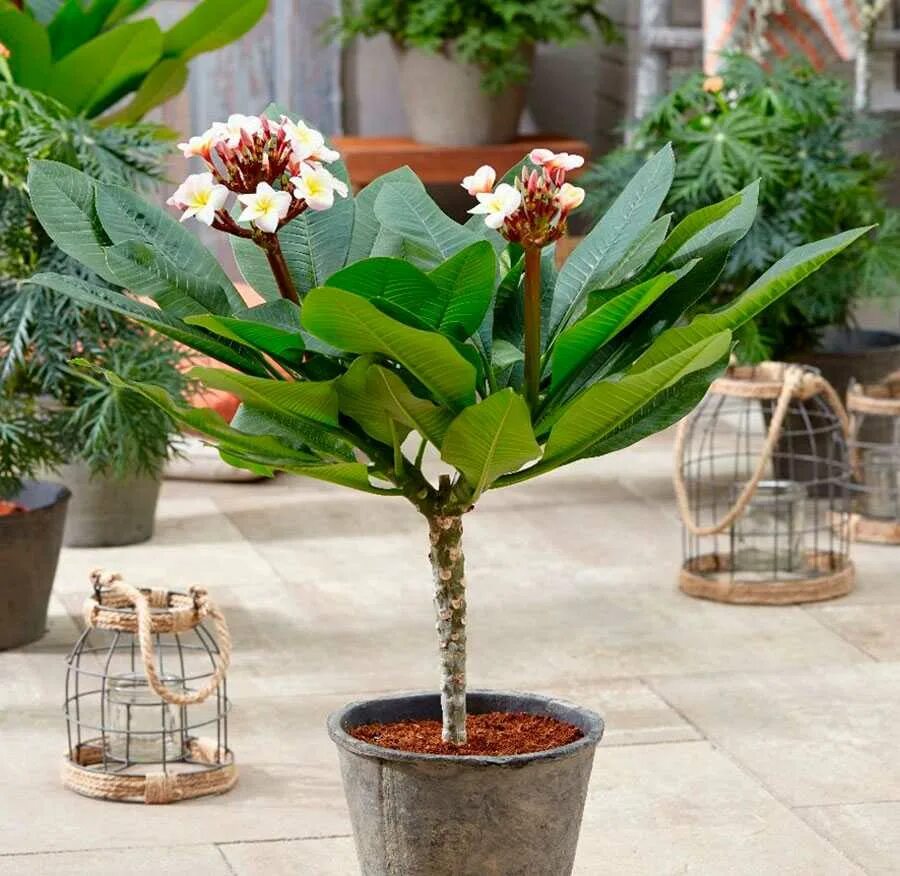 Плюмерия куст целиком. Плюмерия карликовая белая. Дерево plumeria acuminata. Плюмерия три короля. Плюмерия комнатная.