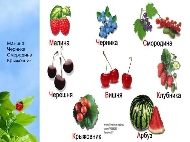 Распространение ягоды. Ягоды 1 класс. ягоды 1 класс окружающий мир. кустарник с ягодами для детей. малина смородина крыжовник.