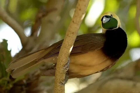 Paradise birds