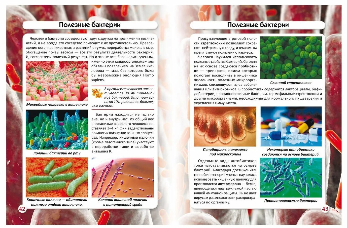 Полезные микроорганизмы. Полезные бактерии. Бактерии вокруг нас. Бактерии вокруг человека. Вирусы и бактерии что мы знаем о них книжка с окошками.