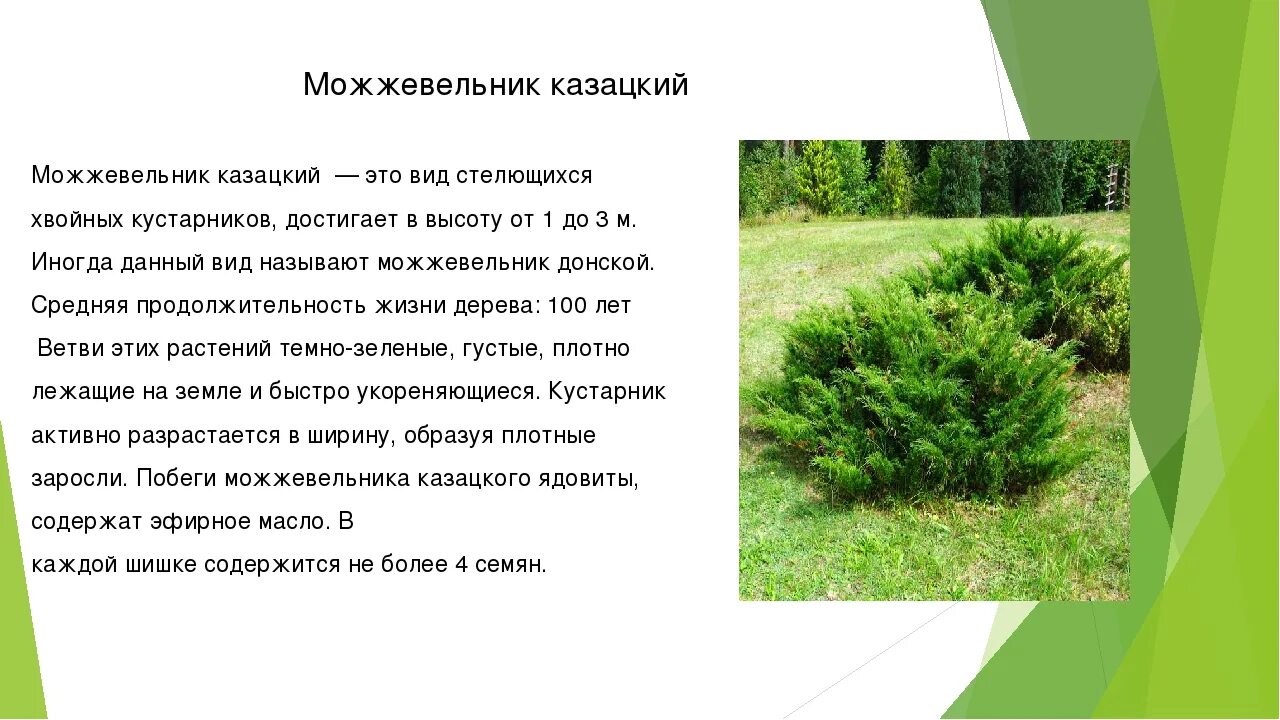Можжевельник описание - CormanStroy.ru