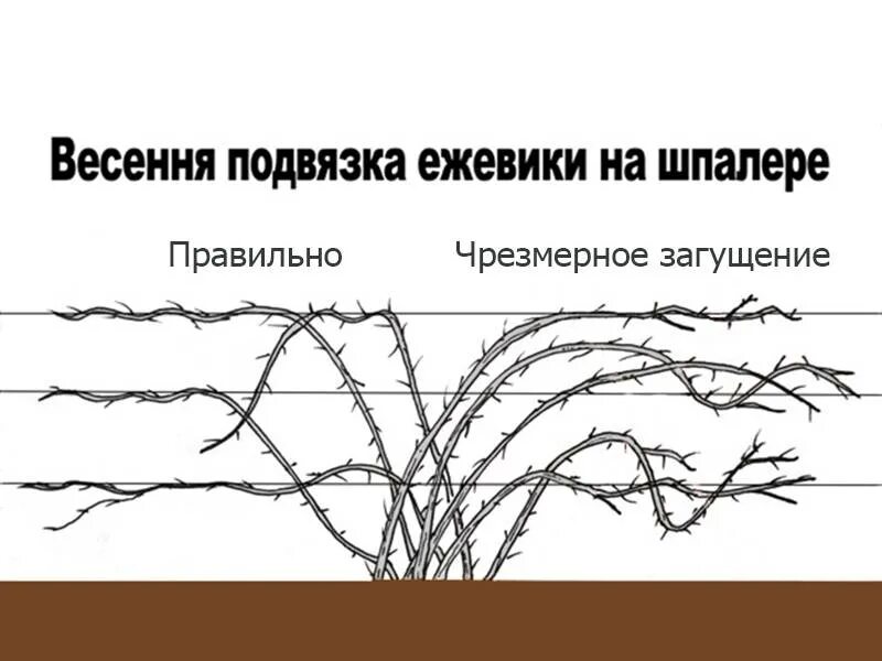 Весенняя обрезка ежевики. Схема посадки ежевики садовой. Схема формирования куста ежевики. Схема обрезки ежевики. Ежевика Торнфри подвязка.