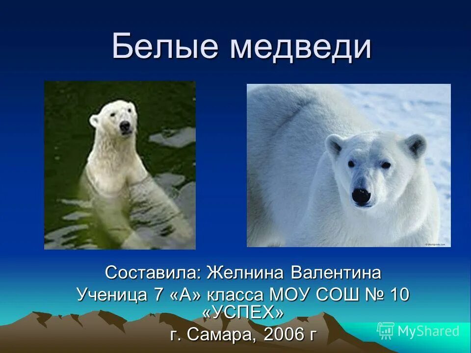 Белый медведь презентация 1. Конспект где живут белые медведи?. Белый медведь размеры. Белый медведь презентация. Белый медведь презентация.
