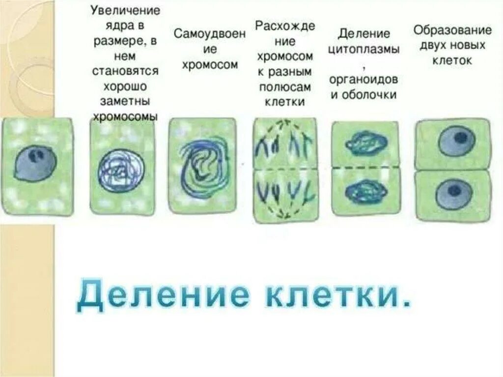 С помощью какого метода удалось обнаружить рост