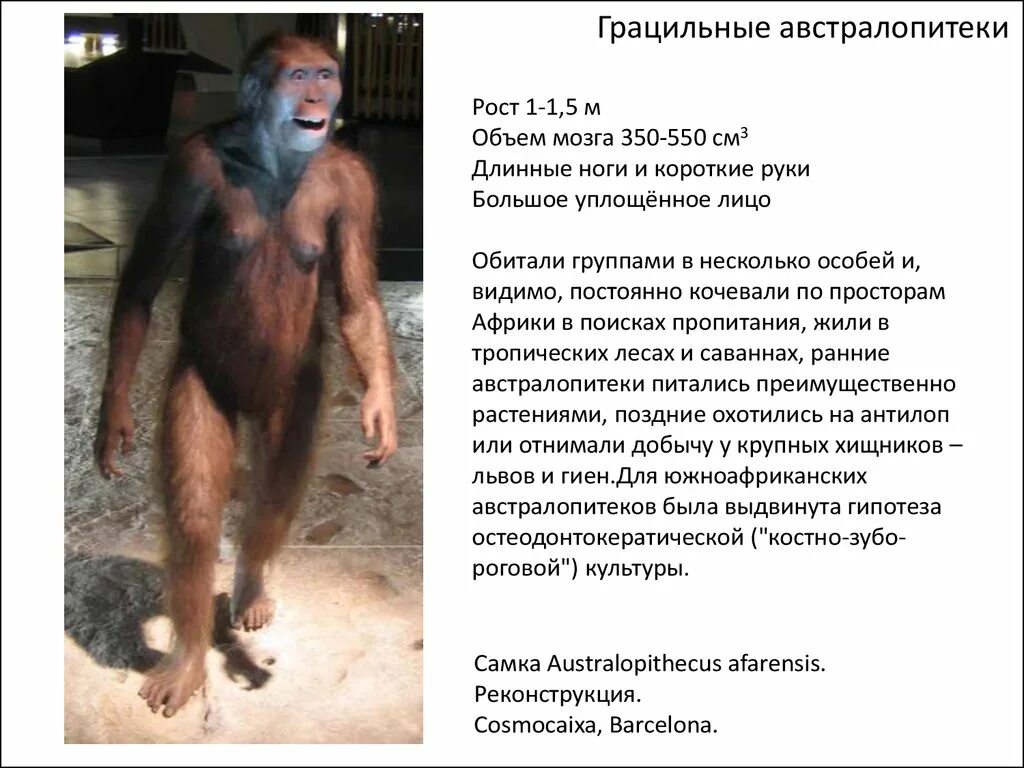 Рост австралопитека. Объем мозга австралопитека. Предшественники человека австралопитеки. Австралопитек время жизни. Представители австралопитеков.