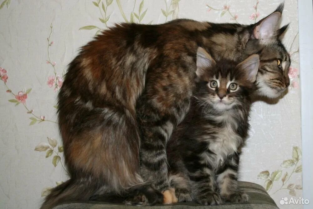 Американский кот мейн кун. Кот мейн кун. Мейн куны и обычные коты. Котята мейн куна. Мейн кун и обычная кошка.