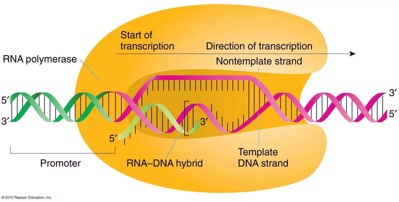 Вирусный транскрипция. Транскрипция РНК вирусов. Транскрипция вирусной РНК. Транскрипция вирусного генома. Обратная транскрипция схема.