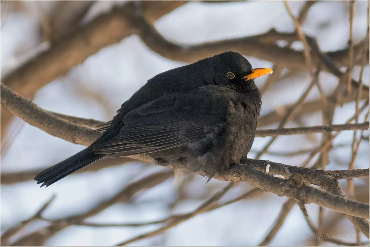 Черные птицы россии. Дрозд чёрный (turdus Merula). Черная птичка с желтым клювом в Ленинградской. Чёрный Дрозд птица Подмосковья. Черная птичка с желтым клювом в Ленинградской области.