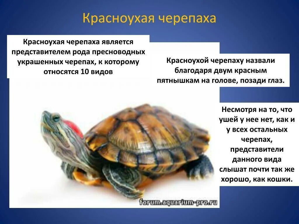У черепахи прямое развитие так как
