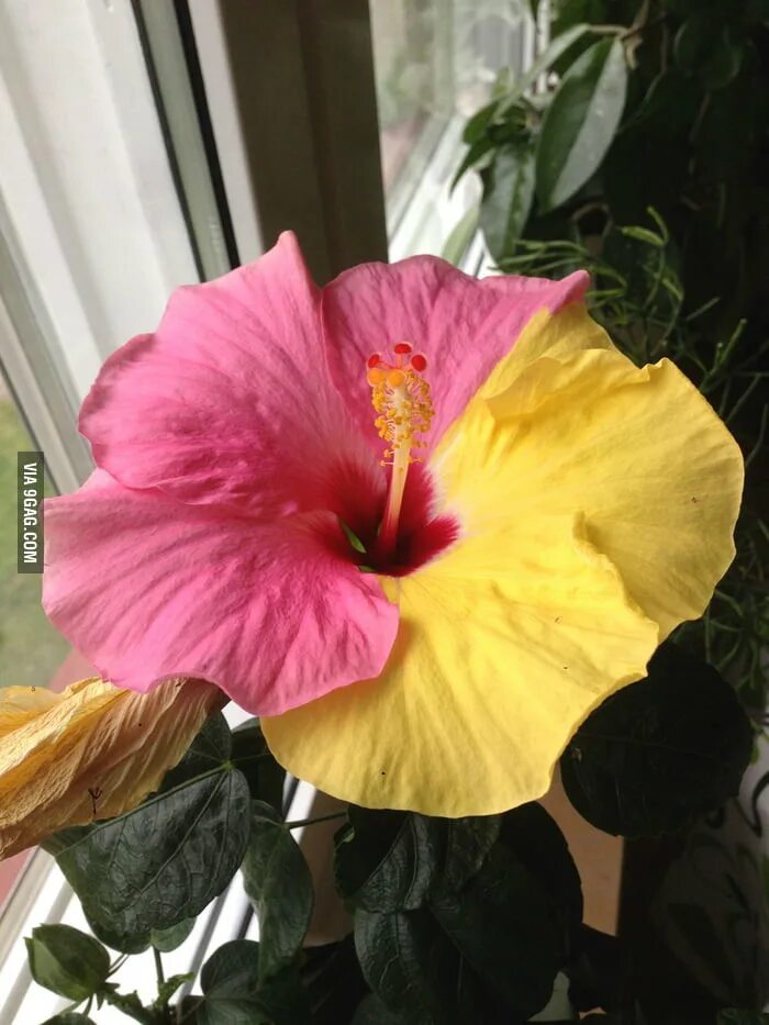 7 Reasons Why Your Hibiscus Leaves Are Turning Yellow