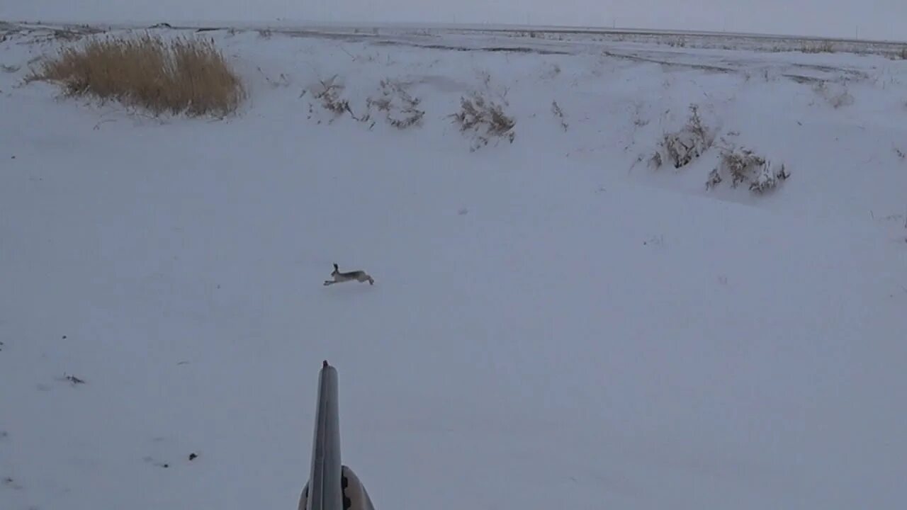 Охота на зайца в краснодарском крае 2024. Охота на зайца в краснодарском крае. Охота на зайца в краснодарском крае 2024. Охота сгончими на зайца русака с русскими гончими. Охота на зайца в ставропольском крае.
