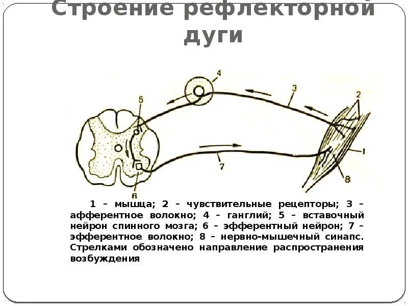 Изобразить схему рефлекторной дуги. Схема сложной рефлекторной дуги соматического рефлекса. Структура рефлекторной дуги рисунок. Схема строения простой рефлекторной дуги. Сложная соматическая рефлекторная дуга схема.