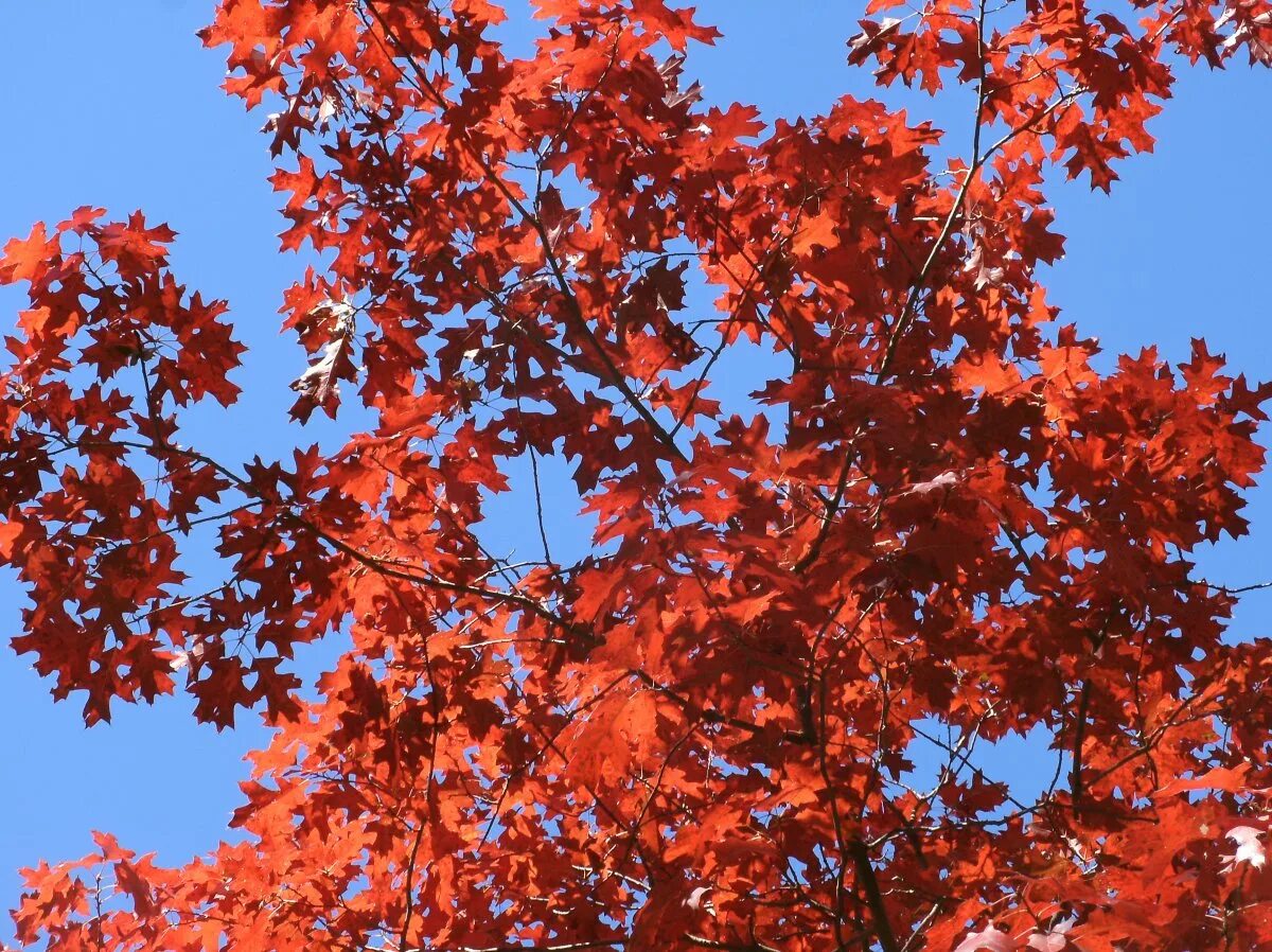 Дуб красный Quercus rubra. Дуб красный, Северный Quercus rubra. Кверкус Рубра. Quercus rubra (дуб красный) 'Aurea'. Красно черешчатый дуб