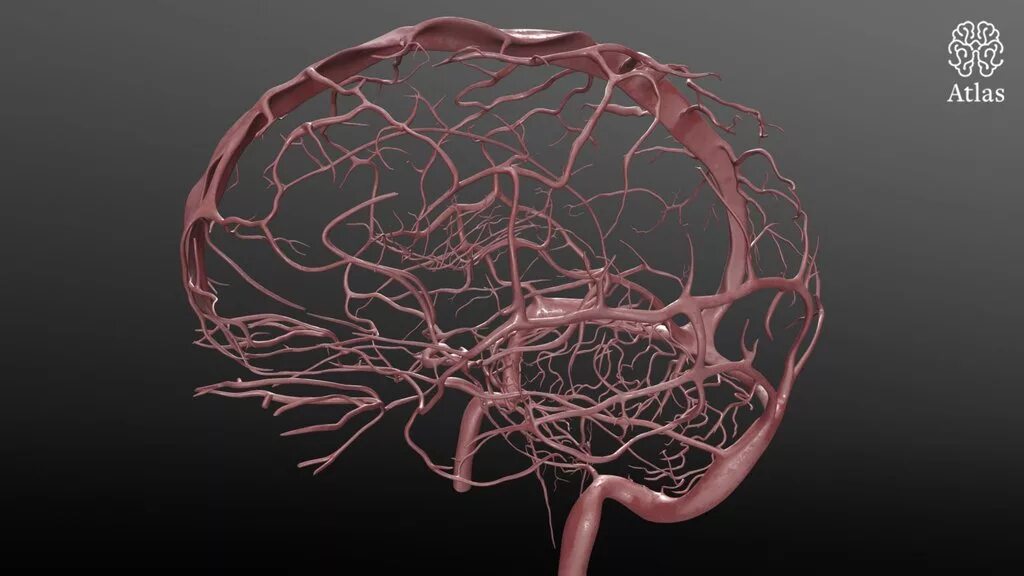 Магистральные артерии мозга. Кровоснабжение головного мозга 3д. Артерии и вены головного мозга. Мозговое кровообращение анатомия.