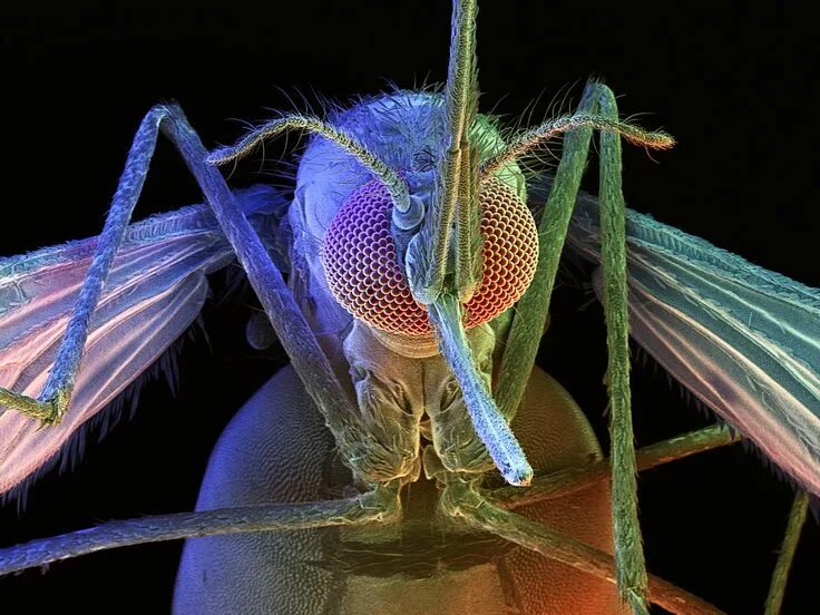 Male Culex pipiens (mosquito) 2012 Photomicrography Competition Nikon’s Small Wo