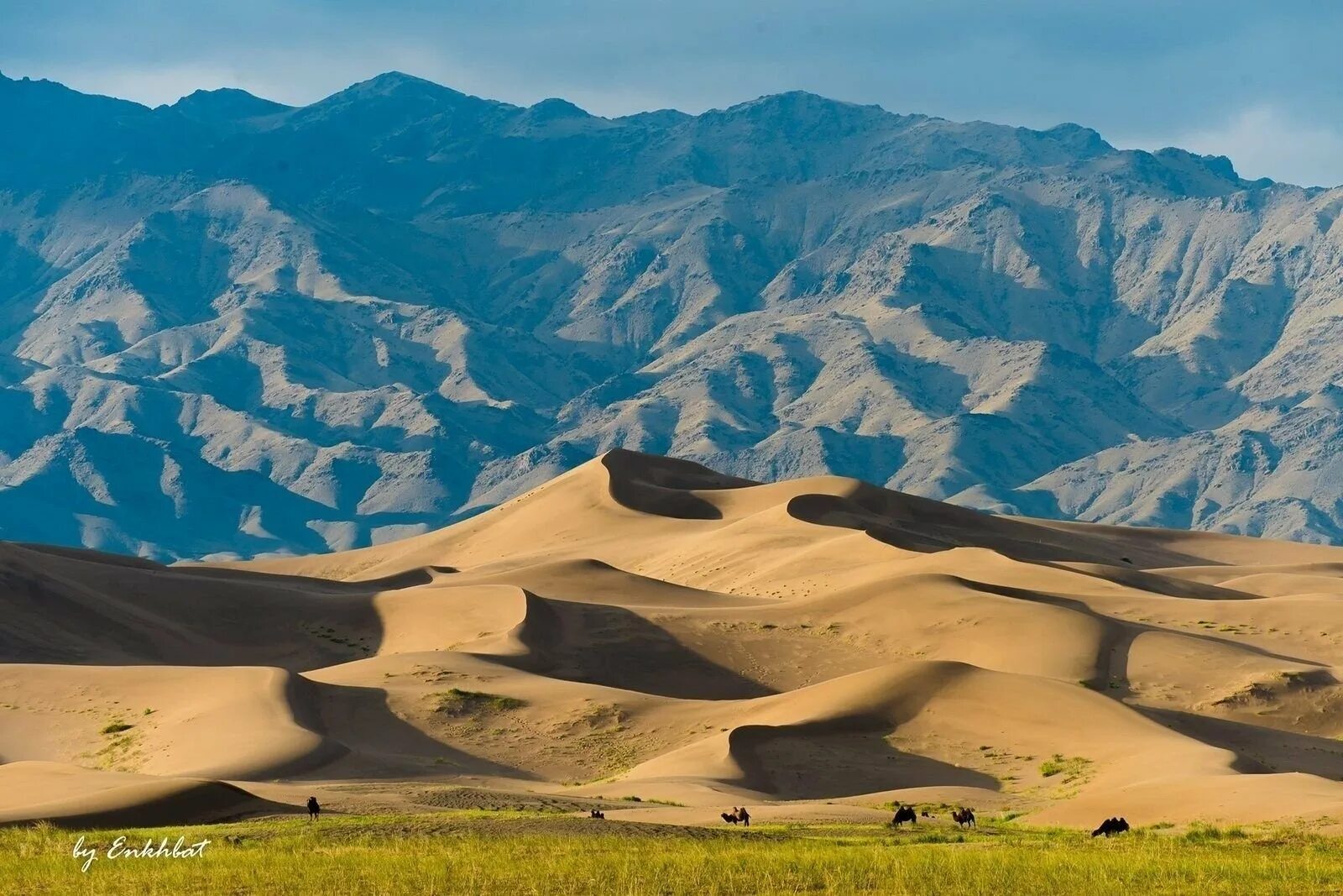 Гоби это пустыня. Монголия Гоби. Монгольская пустыня Гоби. Монголия пустыня Гоби 2023. Оазис в Гоби Монголии.