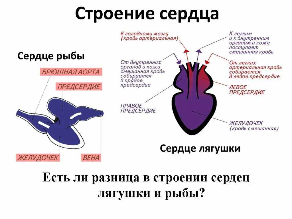 Сердце рыб состоит из камер. Строение сердца лягушки лягушки. Строение сердца земноводных рисунок. Строение сердца рыб и земноводных. Сердце рыбы.