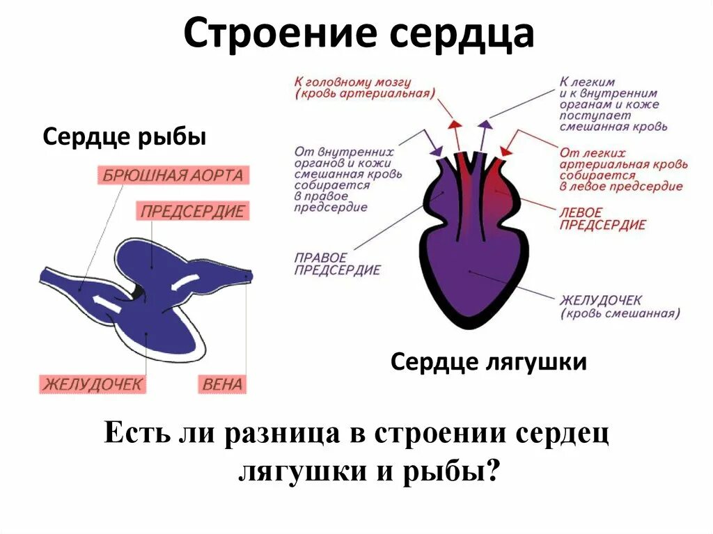 Камеры сердца амфибий. Строение сердца лягушки. схема строения сердца земноводных. строение сердца земноводных. нарисуйте схему строения сердца лягушки.