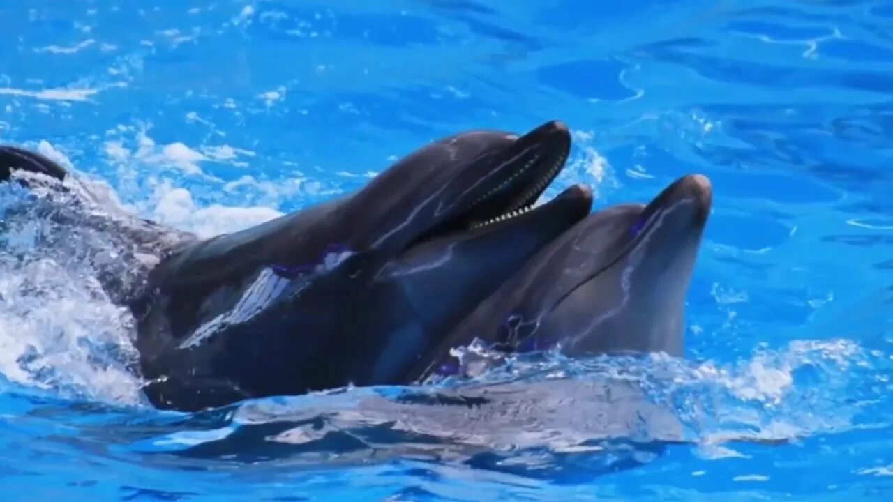Дельфин какой звук. Размножение дельфинов. Дельфины совокупляются. Дельфин спаривается. Звуки дельфинов.