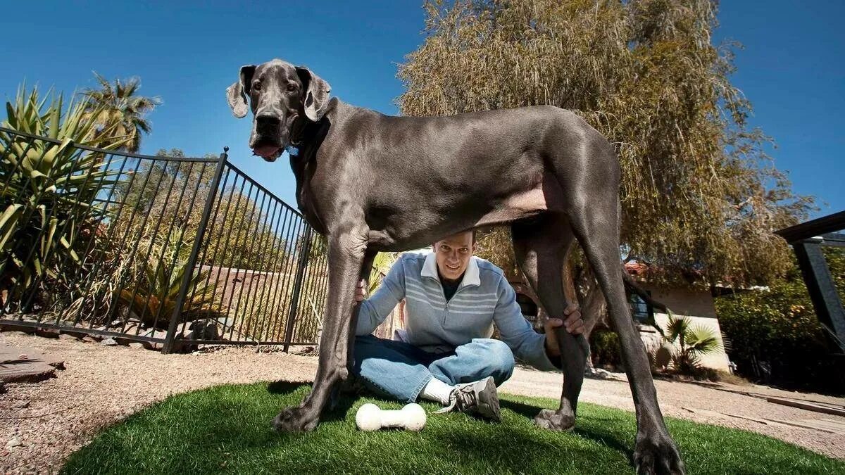 Большие доги собаки. Немецкий дог Зевс рост. Датский дог Гибсон. Мастиф Зевс. Немецкий дог самая большая собака в мире Джордж.