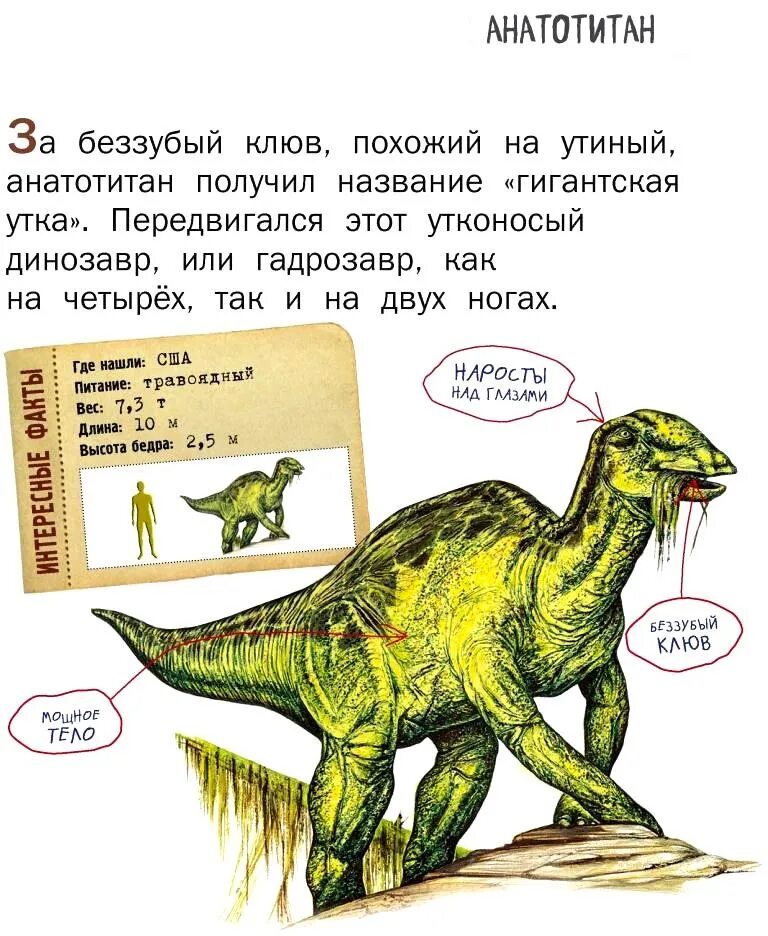 Edmontosaurus annectens. Анатотитан. Анатотитан размер. Анатотитан динозавр как выглядит. Анатотитан динозавр.