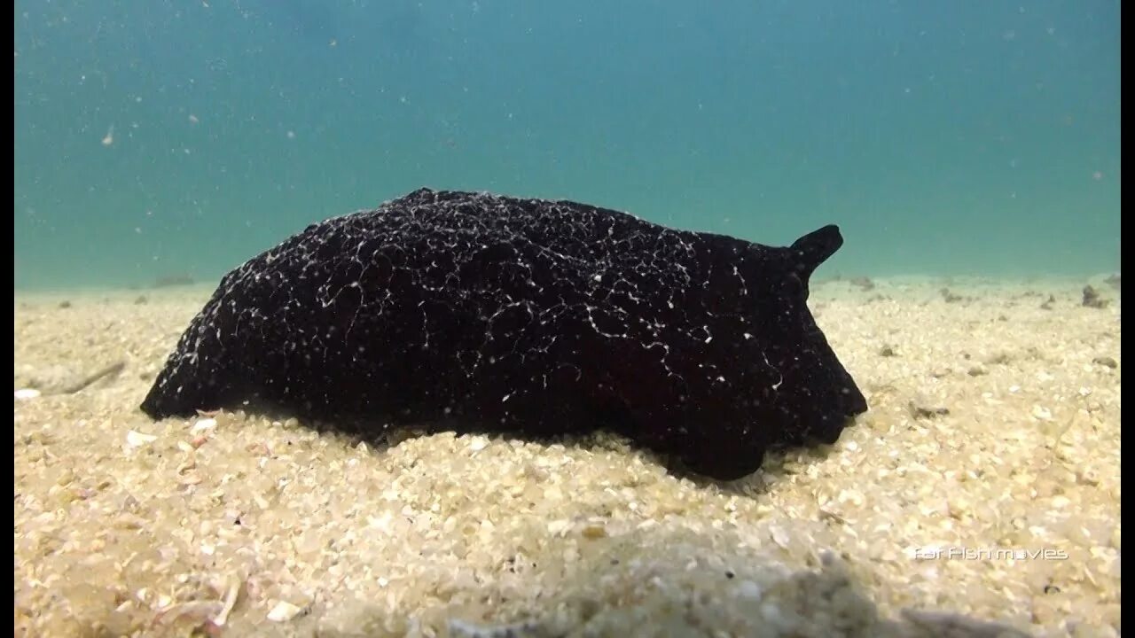 Черный морской заяц. Черный морской заяц СЛИЗНЯК. Морской заяц Aplysia. Морской заяц моллюск черный. Морской СЛИЗНЯК черный.