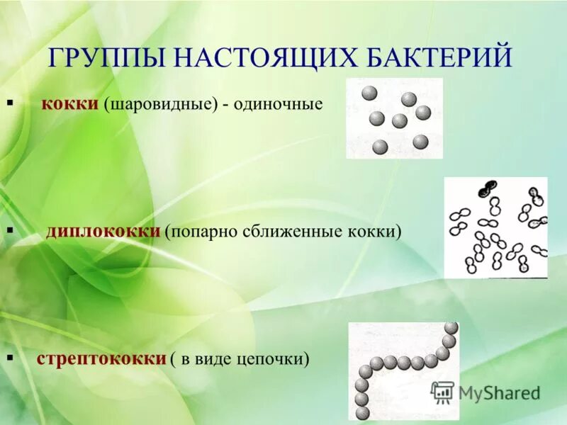 представители настоящих бактерий. подцарство настоящие бактерии. бактерии формы бактерий. группы настоящих бактерий. настоящие бактерии.