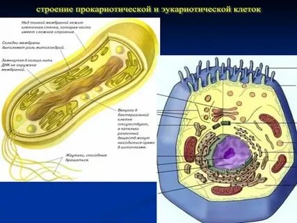 Структуры в клетках эукариот