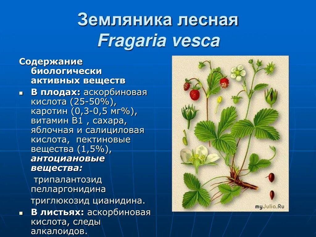 Какие листья растения у земляники. Земляника Лесная покрытосеменных. Земляника Лесная лекарственное растение. Земляника Лесная систематика. Черешки листа земляники Лесной.