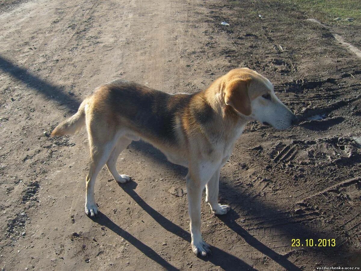 русская пегая гончая купить. гончая такса. лабрадор гончая метис. возвращение гончей 63. алтайская пегая гончая.