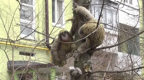 В каждом дворе