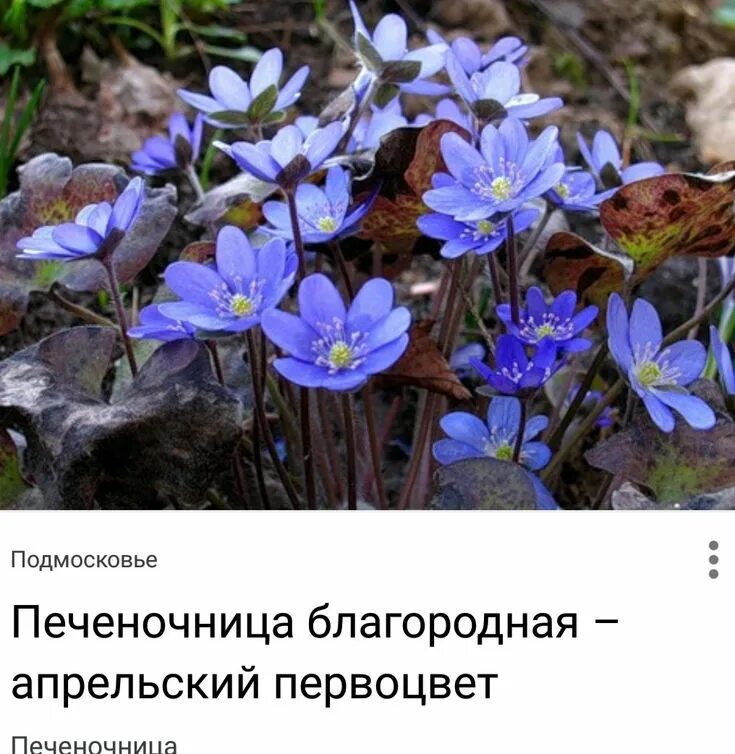 У перелески темные и плотные листья
