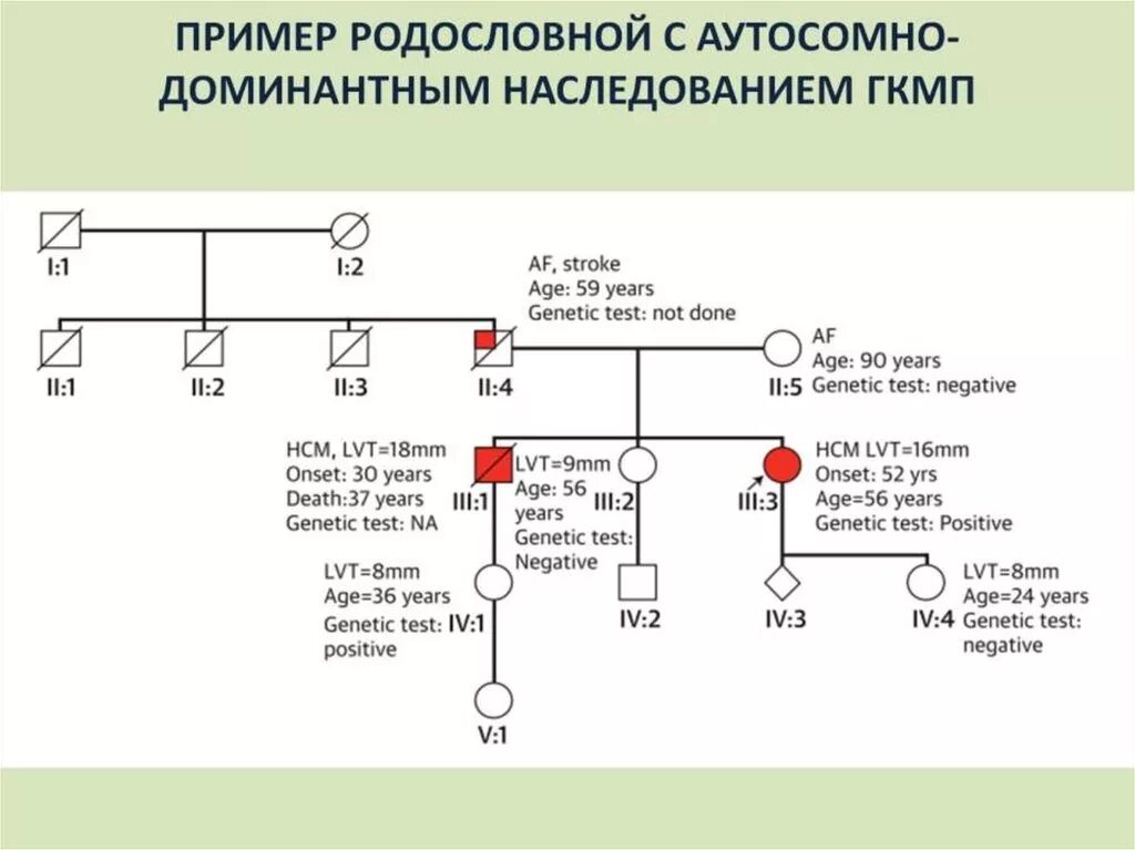 Аутосомное наследование пример