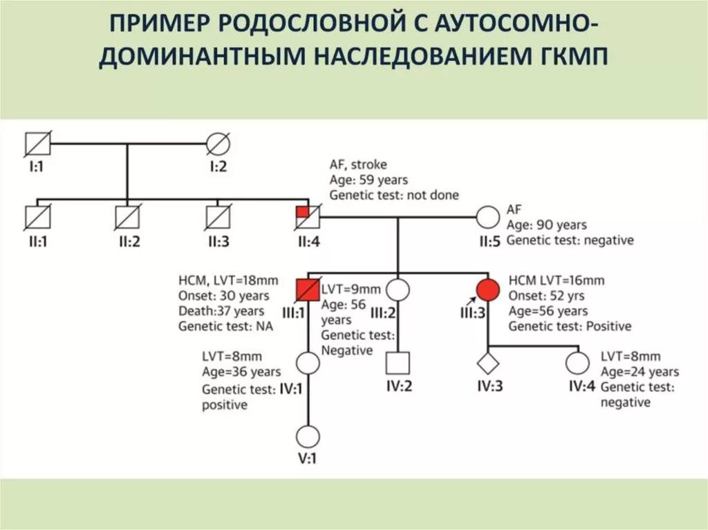 Аутосомное наследование пример. Родословная с аутосомно-доминантным типом наследования. Родословная генетика аутосомно доминантный. Родословная по аутосомно доминантному типу наследования. Аутосомно-доминантный Тип наследования генеалогическое Древо.