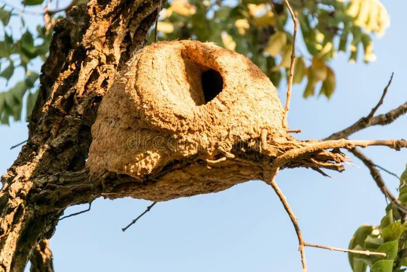 Nest group