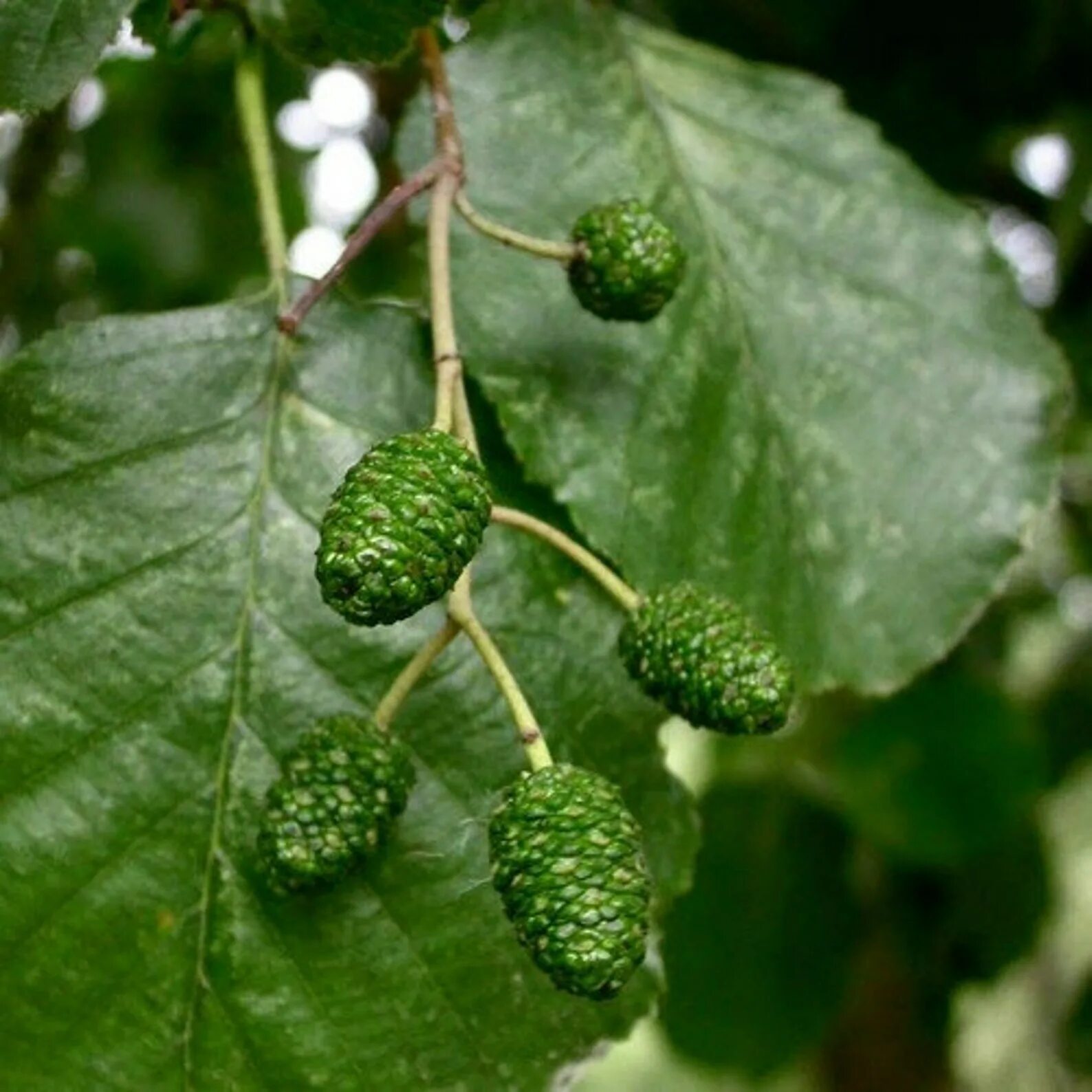 Ольха черная (alnus glutinosa (l. Ольха европейская. Ольха дерево. Ольха серая alnus incana. Ольха черная alnus glutinosa 'imperialis'.