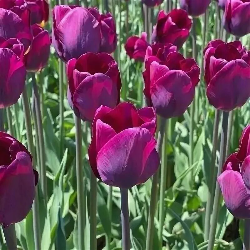 Перпл Принс (Purple Prince)